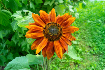 sunflower in the garden