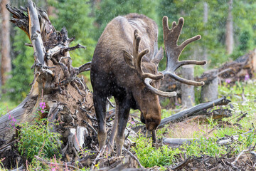 Bull Moose in a rain storm  in the Colorado Rocky Mountains