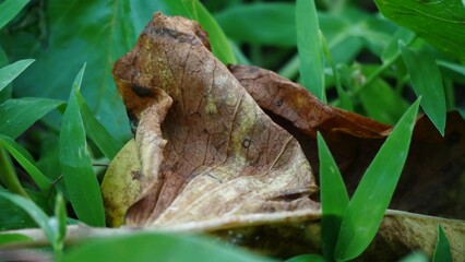 Close up of a brown leaf fallen on a patch of green grass