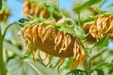Sonnenblume im Hochsommer