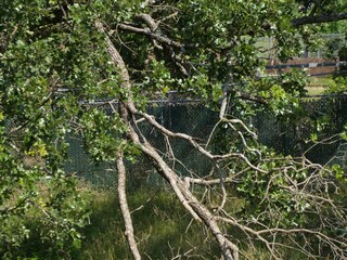 Big branch of a tree extending down to the ground on a spring day