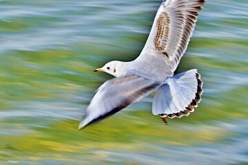 Möwe im Tiefflug über Wasser