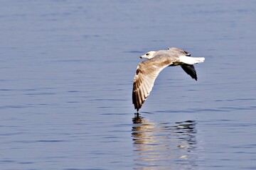 Möwe im Tiefflug übers Meer