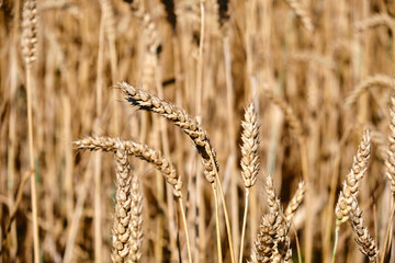 Barley fields ears detail heat closeup Hordeum vulgare vegetation cereals gold