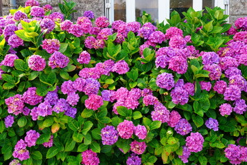 Pink and purple hydrangea plants in summer in Brittany