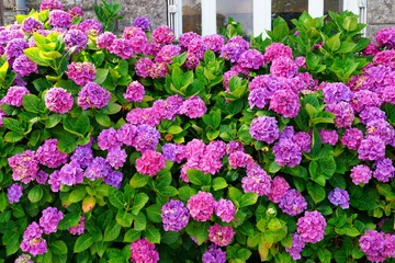  Pink and purple hydrangea plants in summer in Brittany © eqroy