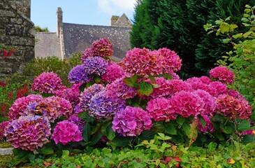 Pink and purple hydrangea plants in summer in Brittany