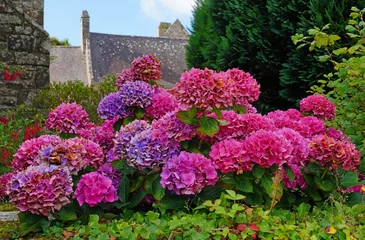 Foto op Aluminium Pink and purple hydrangea plants in summer in Brittany © eqroy