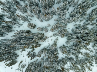 Snow Covered Trees near Vail Colorado, Straight Down View - Powered by Adobe