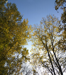 Obraz premium colorful autumn trees in the autumn park and yellow leaves on the branches glow in the rays of the setting sun. natural beauty in nature