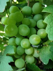 grapes on the vine