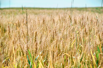 Panoramic wheat field Gold yellow wheat cereal waving trembling in the wind grain harvest ripens in the sunny summer