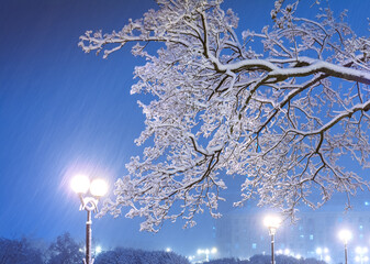 Amazing winter night landscape of snowy trees and shining lights during the snowfall. Artistic picture. Beauty world.