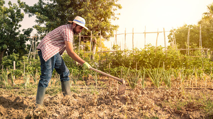 Bearded farmer man with hoe collecting fresh organic potatoes harvests in field