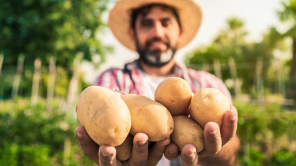 Bearded farmer man with hat and organic potato harvest in fields. Male worker - obrazy, fototapety, plakaty