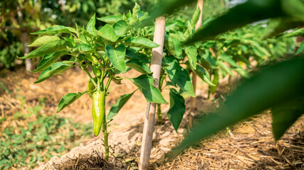 Bush of green pepper in agricultural field. Organic peppers on a bush at farm