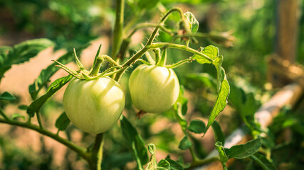 Bush of green tomatoes in garden plantation. Beautiful tomato on bush at farm