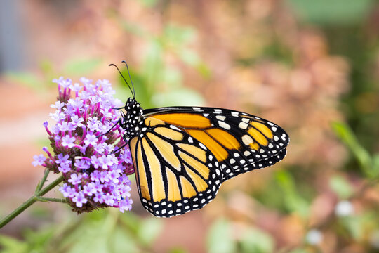 An endangered species monarch butterfly in pollinator garden