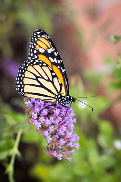 An endangered species monarch butterfly in pollinator garden