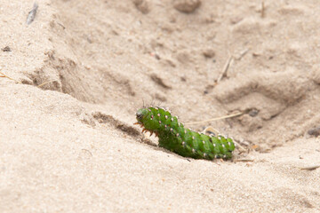 Close up of the green caterpillar of an Emperor Moth, Saturnia pavonia, syn. Eudia pavonia, with erect head and clear segments with legs and hair walking over a ground of sand