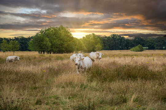 Closeup of Blonde d'Aquitaine cows in a natural meadow in the river valley landscape at sunset along the Rolder Diep that flows into the Drentse Aa in the Dutch province of Drenthe