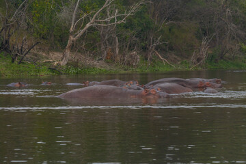 Fototapeta premium hippos at Murchison falls national park in Uganda