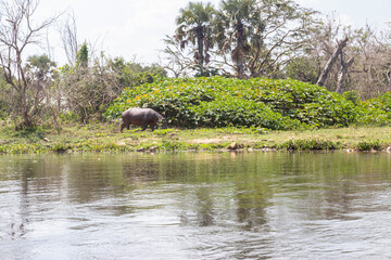 hippos at Murchison falls national park in Uganda