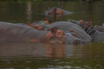 hippos at Murchison falls national park in Uganda