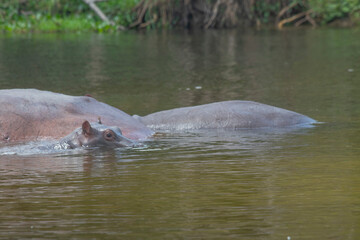 hippos at Murchison falls national park in Uganda