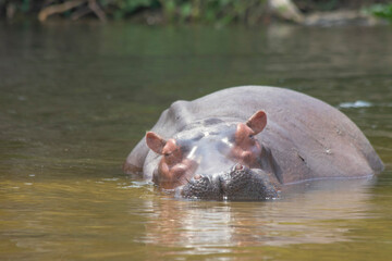 Fototapeta premium hippos at Murchison falls national park in Uganda