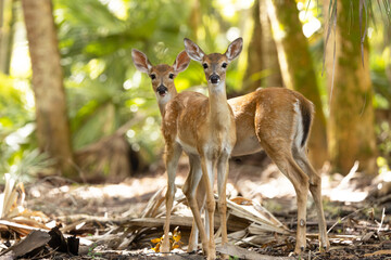Two cute baby deer (fawns) in Myakka River State Park, southwest Florida 