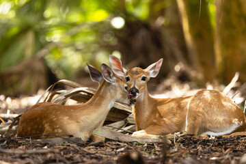 Two cute baby deer (fawns) at Myakka River State Park in southwest Florida