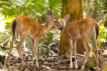 Naklejka na ściany i meble Two cute baby deer (fawns) in Myakka River State Park, southwest Florida