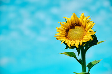 Beautiful sunflower on a sunny day with a natural background Selective focus