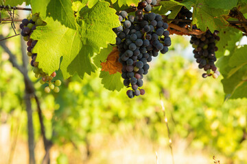 Bunch of red grapes in a vineyard on a sunny day.Summer season.