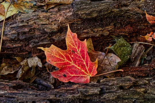 Beautiful lone maple leaf on a fallen tree trunk - Fall in Central Ontario, Canada