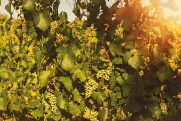 Grapes growing in a vineyard on a sunny day.Summer season.