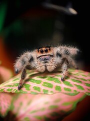 Jumping spider regius macro