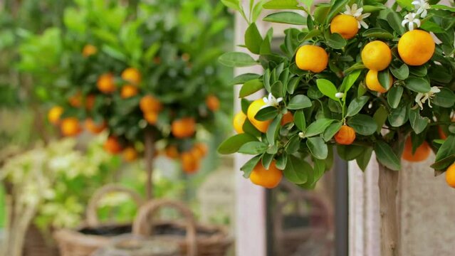 Calamansi Images – Browse 3,425 Stock Photos, Vectors, and Video ...