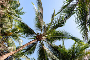 Obraz premium Coconut palm tree leaves on blue sky 
