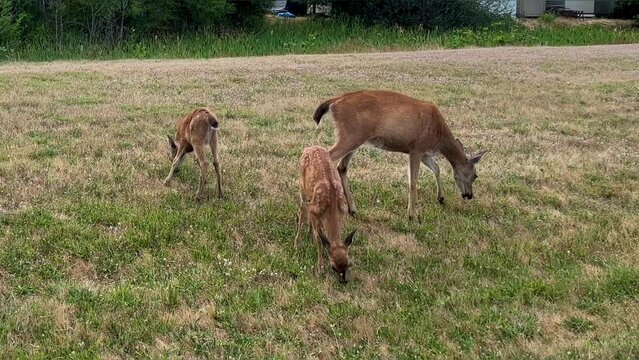 mother deer and two small deer grazing on the grass people are not visible they are alone when the car starts to move out they run away canada free animal Parksville beach Surfside RV resort