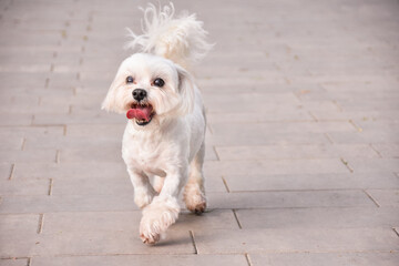 Joyful maltese dog runs along the path in the park with his tongue hanging out