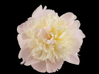 stem with leaves and flower of a tree-shaped maroon peony, isolate for clipping on a white background