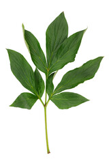 stem with leaves and flower of a tree-shaped maroon peony, isolate for clipping on a white background