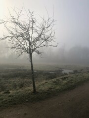 Obraz na płótnie Canvas misty morning in the park