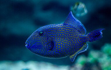 close up of a Blue Triggerfish aka Odonus nigerGallery , synonym consists of Balistes erythrodon,...