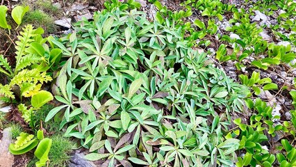 沖縄の慶良間諸島に自生するツユクサ