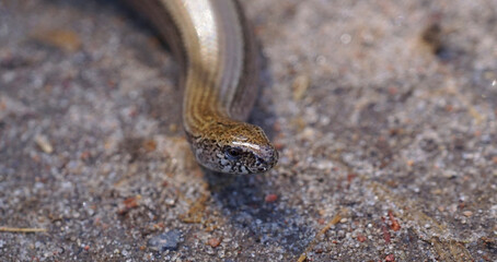 Blindschleiche
Echse
Kriechtier
Reptil
Eidechse