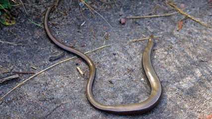 Blindschleiche
Echse
Kriechtier
Reptil
Eidechse