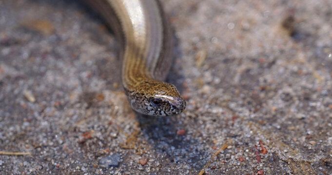 Blindschleiche
Echse
Kriechtier
Reptil
Eidechse